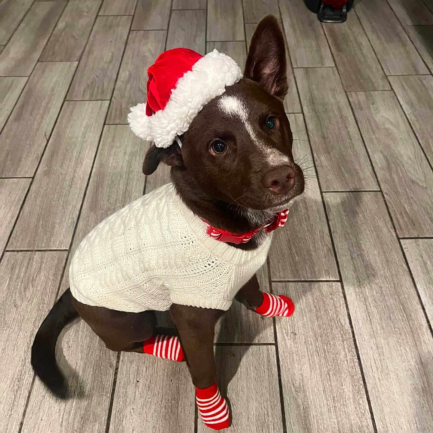 Coco Pebbles joined the competition — help win amazing prizes! accessories, adorable, brown_dog, canine, christmas_hat, costume, cute, dog, domestic_animal, festive, floor_tiles, holiday, indoor, looking_up, pet, red_collar, sitting, striped_socks, sweater, wooden_floor