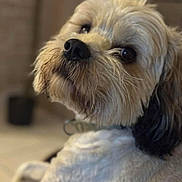 Pollux a rejoint le concours — aidez-le/la à gagner de superbes lots ! dog, close_up, fluffy, pet, canine, fur, indoor, portrait, animal, curious, black_nose, looking_back, soft_focus, collar, mammal, companion, cute, domestic, whiskers, friendly