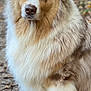 Rio participe au concours pour gagner de l'argent avec cette photo : animal, australian_shepherd, brown, canine, dog, ears, eyes, fluffy, forest, fur, leaves, mammal, nature, nose, outdoor, path, pet, portrait, sitting, white