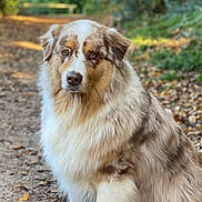 Rio participe au concours pour gagner de l'argent avec cette photo : animal, australian_shepherd, autumn, brown, calm, canine, daylight, dog, eyes, fluffy, forest, fur, leaves, nature, outdoor, path, pet, portrait, sitting, white