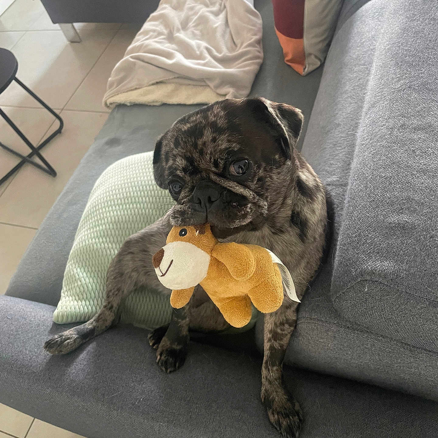 Uline a rejoint le concours — aidez-le/la à gagner de superbes lots ! animal, blanket, brindle, companion, couch, cozy, cute, dog, floor_tiles, furniture, home, indoor, looking_up, pet, pillow, plush_toy, pug, relaxed, sitting, soft_toy