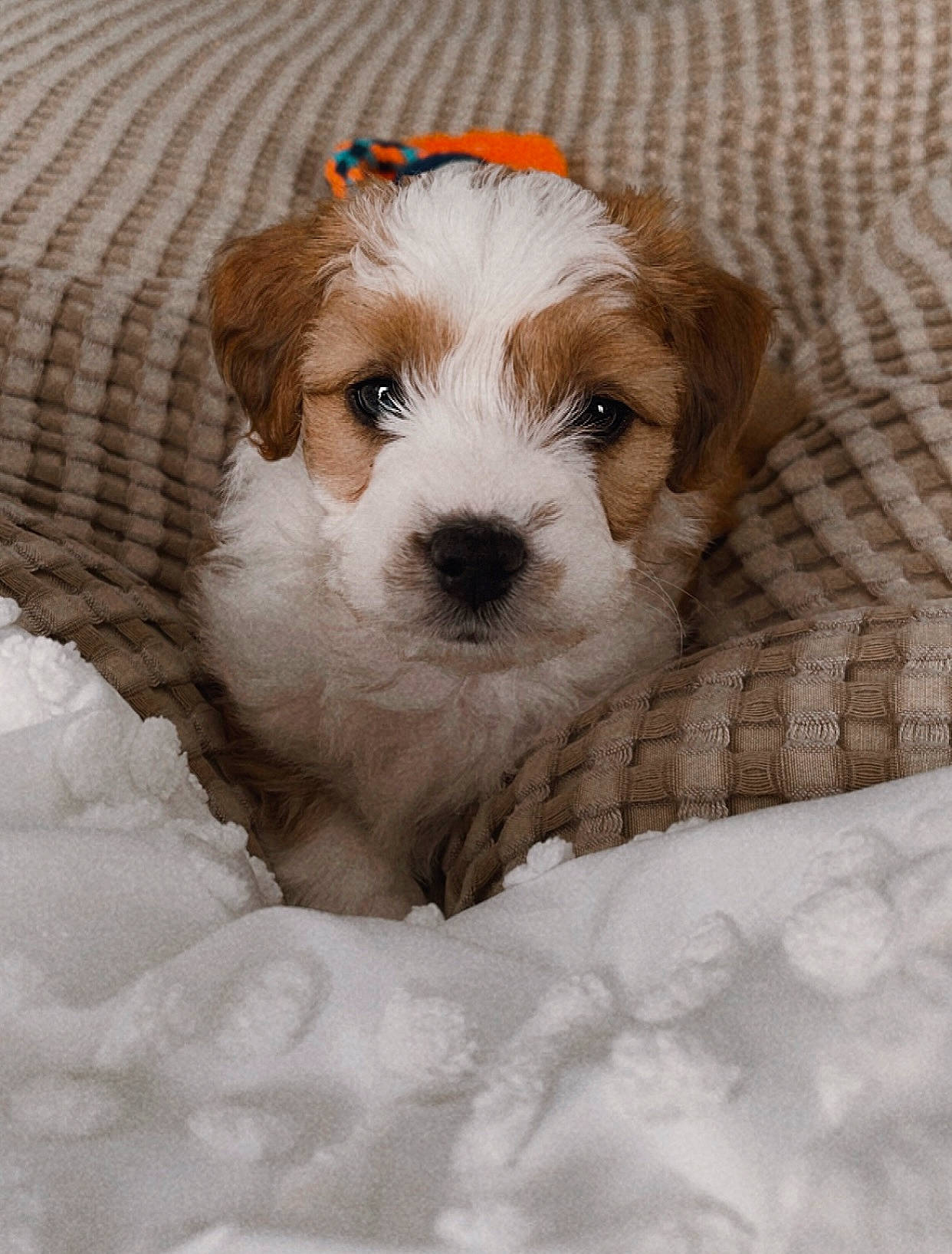 Sunny is registered to the contest to win money with this photo: biewer_terrier, canidae, carnivore, companion_dog, dog, dog_breed, fur, kromfohrlander, liver, maltepoo, non_sporting_group, puppy_love, small_terrier, snow, sporting_group, terrier, toy_dog, whiskers, wood, working_animal