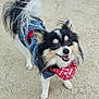 dog, small_dog, pomeranian, long_hair, bandana, denim_jacket, sand, outdoor, happy, smiling, pet, canine, fur, black_and_white, portrait, standing, looking_at_camera, tongue_out, accessory, close_up