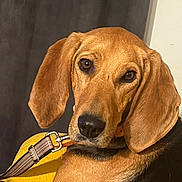 Sauterelle a rejoint le concours — aidez-le/la à gagner de superbes lots ! dog, close_up, pet, animal, leash, brown, black, ears, collar, indoor, resting, curious, looking, face, portrait, canine, fur, domestic_animal, companion, house_pet