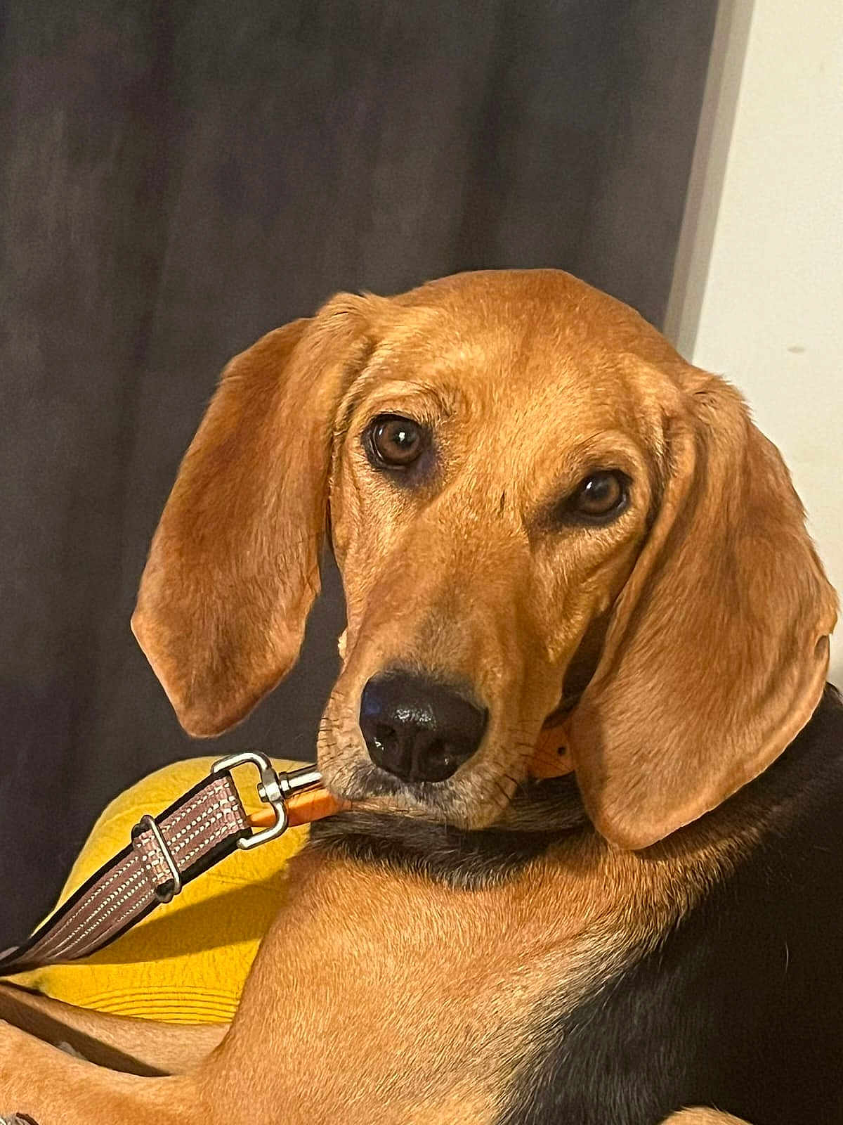 Sauterelle a rejoint le concours — aidez-le/la à gagner de superbes lots ! dog, close_up, pet, animal, leash, brown, black, ears, collar, indoor, resting, curious, looking, face, portrait, canine, fur, domestic_animal, companion, house_pet