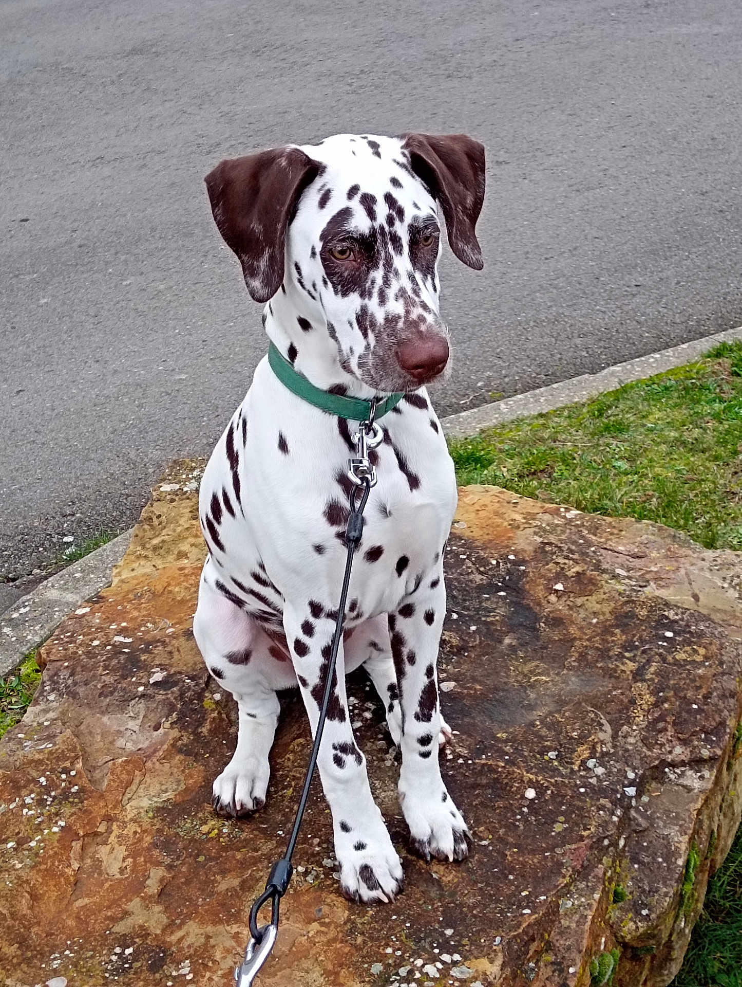 Arcane participe au concours pour gagner de l'argent avec cette photo : dalmatian, dog, puppy, animal, pet, leash, rock, outdoor, grass, road, sitting, white_spots, collar, young_dog, ears, fur, canine, mammal, nature, calm