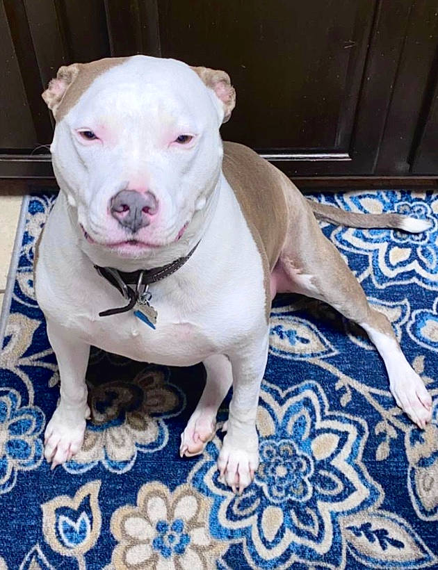 Kimber is registered to the contest to win money with this photo: american_bulldog, american_pit_bull_terrier, american_staffordshire_terrier, bull_and_terrier, bully_kutta, canidae, carnivore, cordoba_fighting_dog, dog, dog_breed, dogo_argentino, fawn, mammal, non_sporting_group, nose, pit_bull, rare_breed_dog, snout, staffordshire_bull_terrier, vertebrate