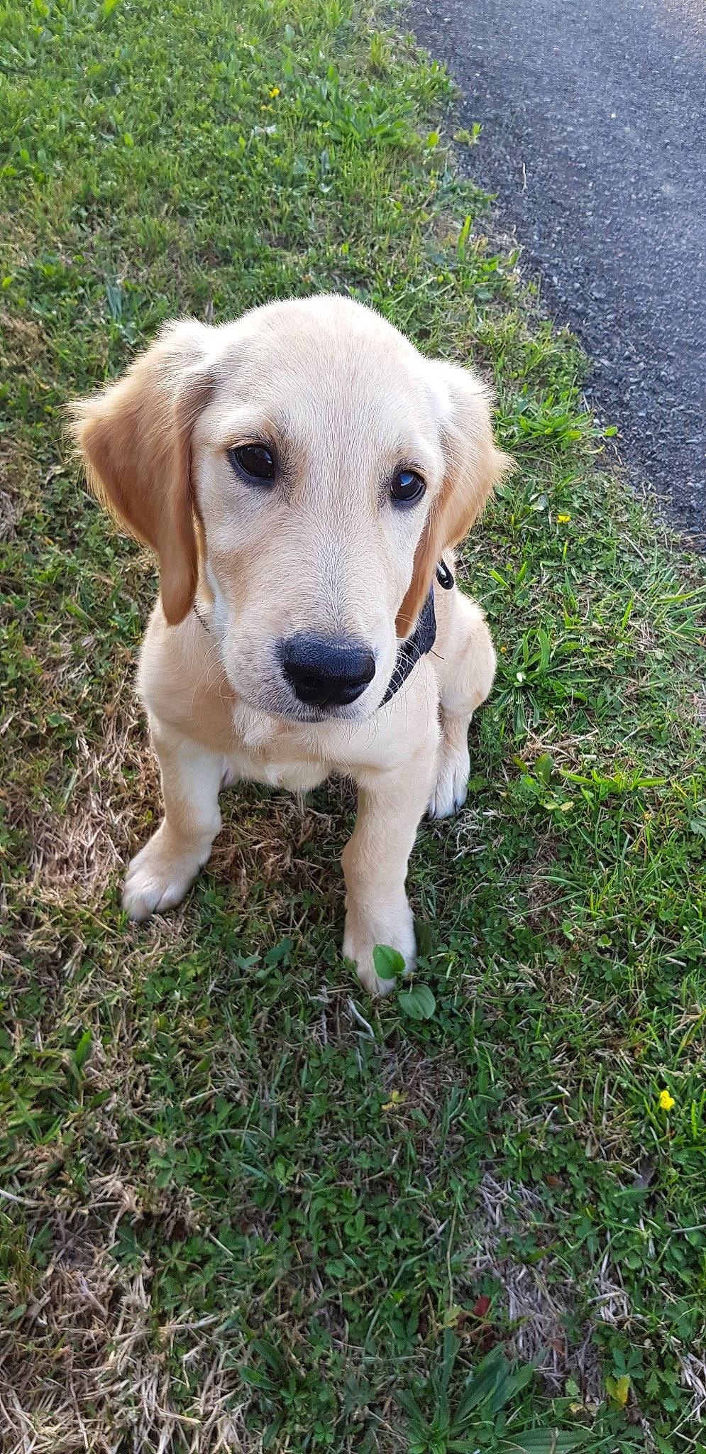 Arthas a rejoint le concours — aidez-le/la à gagner de superbes lots ! beagador, canidae, carnivore, companion_dog, dog, dog_breed, fawn, golden_retriever, grass, hunting_dog, labrador_retriever, mammal, puppy, rare_breed_dog, retriever, snout, sporting_group, vertebrate