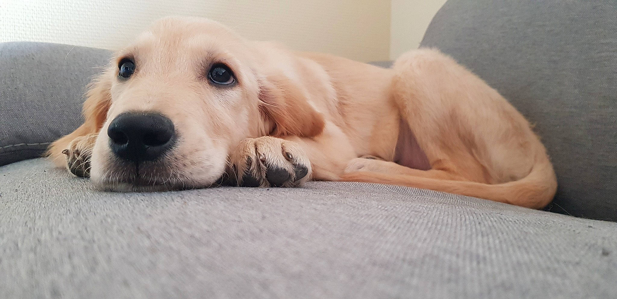 Arthas a rejoint le concours — aidez-le/la à gagner de superbes lots ! beagador, canidae, carnivore, companion_dog, dog, dog_breed, fawn, golden_retriever, labrador_retriever, mammal, puppy, rare_breed_dog, retriever, snout, sporting_group, vertebrate