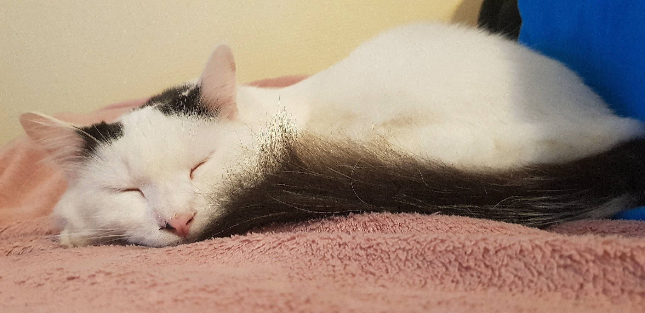 Oraccio participe au concours pour gagner de l'argent avec cette photo : carnivore, cat, domestic_short_haired_cat, ear, eye, felidae, fur, kitten, mammal, nap, nose, paw, skin, sleep, small_to_medium_sized_cats, snout, tail, turkish_angora, turkish_van, whiskers