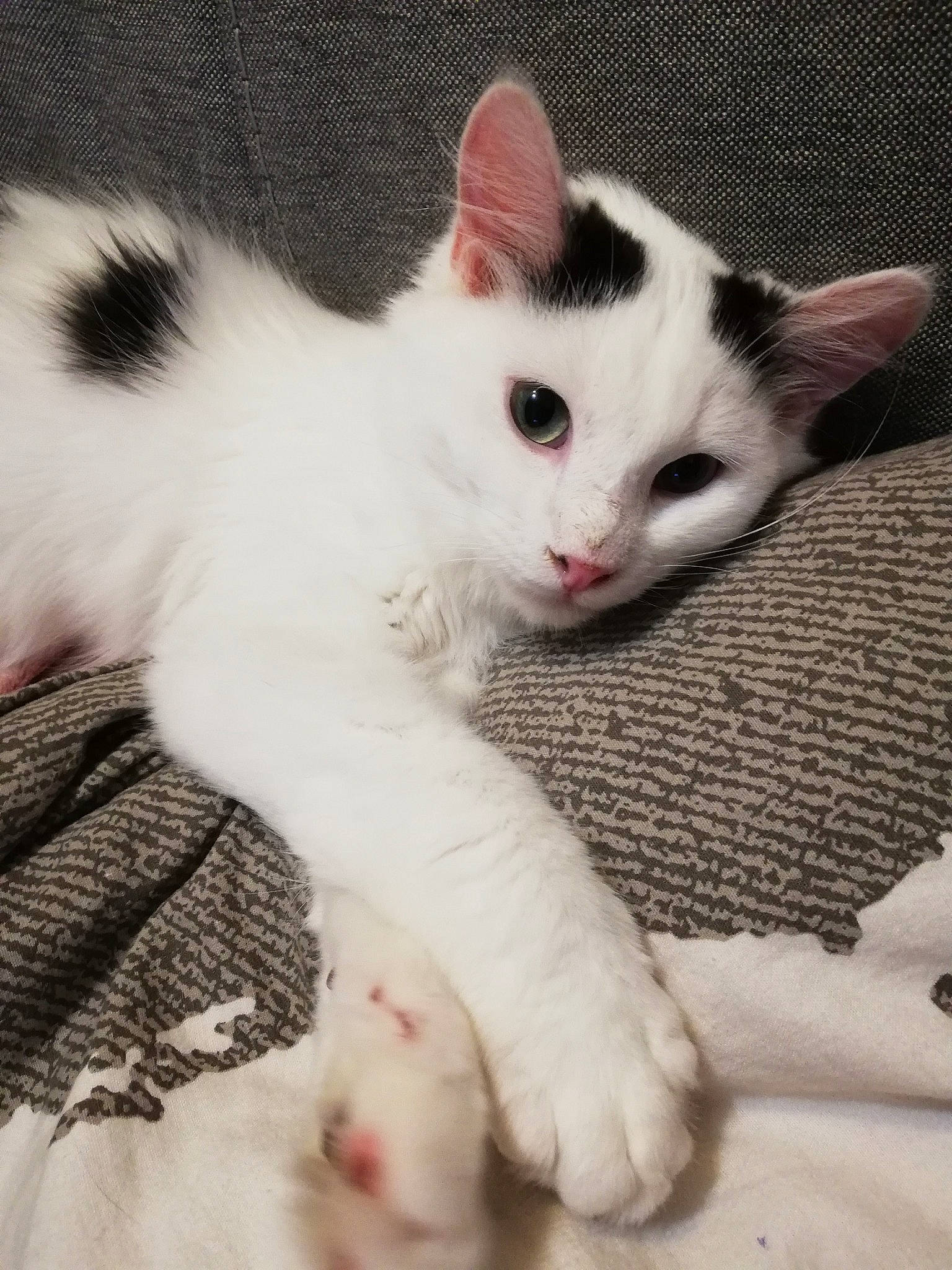 Oraccio a rejoint le concours — aidez-le/la à gagner de superbes lots ! aegean_cat, american_wirehair, carnivore, cat, domestic_short_haired_cat, ear, eye, felidae, japanese_bobtail, kitten, mammal, nose, paw, polydactyl_cat, skin, small_to_medium_sized_cats, snout, turkish_van, vertebrate, whiskers