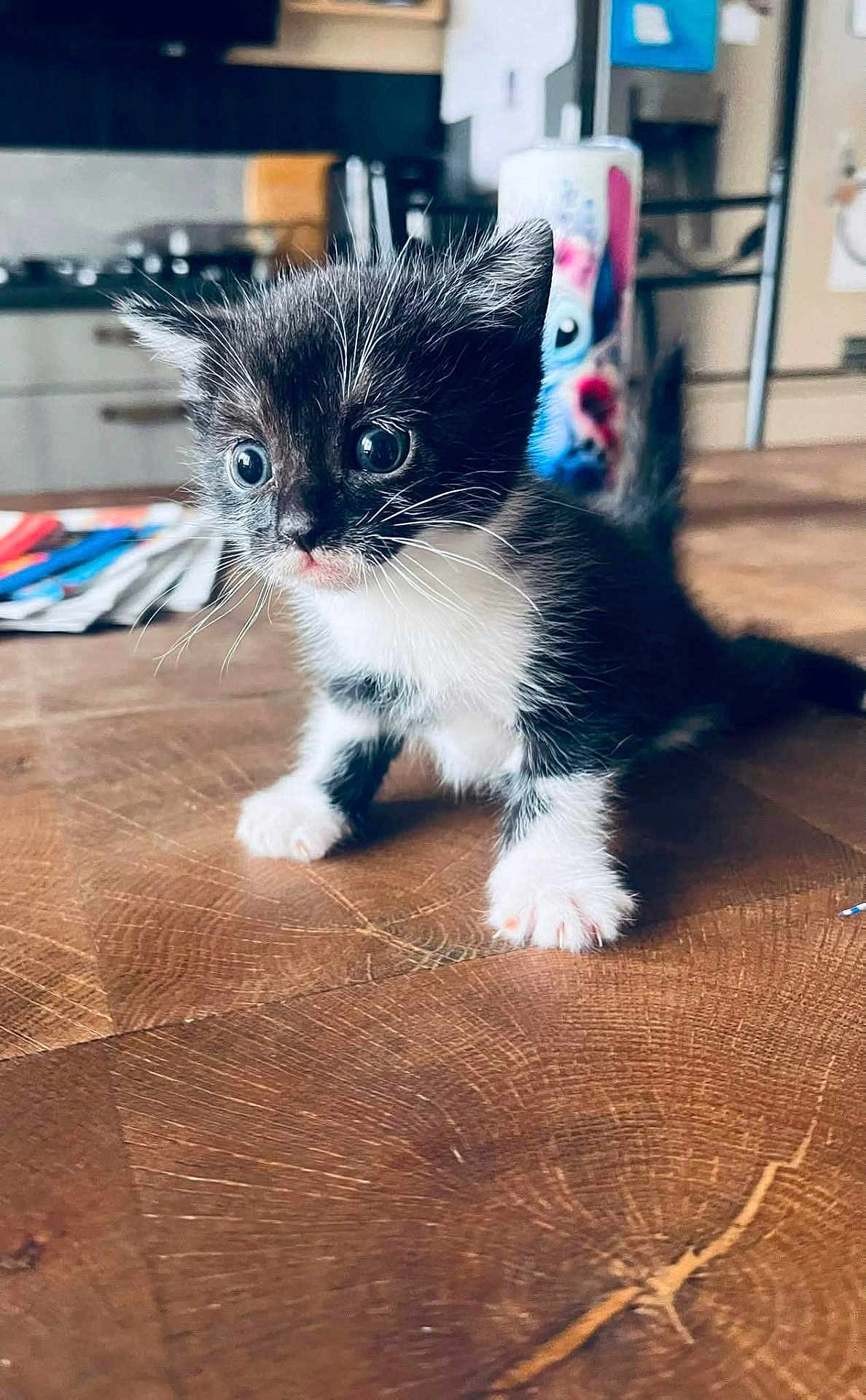 Marvel participe au concours pour gagner de l'argent avec cette photo : kitten, cat, black_and_white, young, cute, fur, whiskers, paws, wooden_surface, indoor, curious, small, pet, animal, close_up, blurred_background, domestic, feline, adorable, portrait
