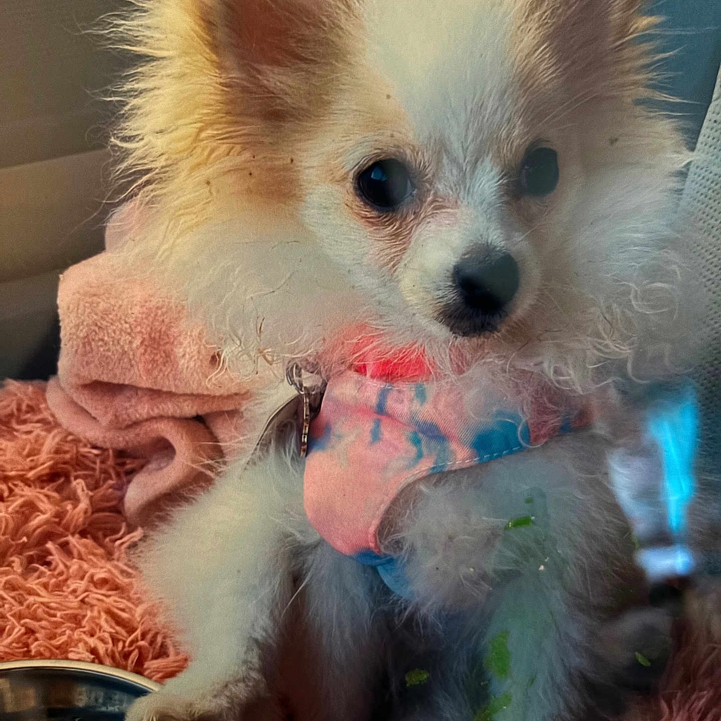 Missy Prissy is registered to the contest to win money with this photo: animal, closeup, companion, cozy, cute, dog, domestic, ears, fluffy, fur, indoor, metal_bowl, pet, pink_blanket, puppy, resting, sitting, small_dog, soft_texture, tie_dye_harness