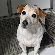 Iris a rejoint le concours — aidez-le/la à gagner de superbes lots ! dog, jack_russell_terrier, pet, animal, sitting, indoors, doorway, doorstep, mat, tile_floor, white_fur, brown_patches, floppy_ears, black_nose, wide_eyes, portrait, looking_at_camera, small_dog, home, floor
