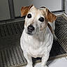 dog, jack_russell_terrier, pet, animal, sitting, indoors, doorway, doorstep, mat, tile_floor, white_fur, brown_patches, floppy_ears, black_nose, wide_eyes, portrait, looking_at_camera, small_dog, home, floor