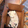 Beatrice is registered to the contest to win money with this photo: cat, black_and_white_cat, cardboard_box, wooden_floor, chair, indoor, pet, feline, cute, relaxed, lying_down, paws_up, domestic_cat, animal, curious, whiskers, fur, pink_nose, tabby, box