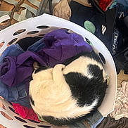 Beatrice is registered to the contest to win money with this photo: cat, laundry_basket, clothes, purple_clothing, blue_clothing, white_basket, black_and_white_cat, curled_up, indoor, floor, shoes, plush_toy, bag, wooden_floor, fabric, messy_room, pet, sleeping_cat, household, soft_toys