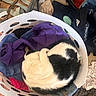 cat, laundry_basket, clothes, purple_clothing, blue_clothing, white_basket, black_and_white_cat, curled_up, indoor, floor, shoes, plush_toy, bag, wooden_floor, fabric, messy_room, pet, sleeping_cat, household, soft_toys