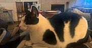 Beatrice is registered to the contest to win money with this photo: cat, black_and_white, animal, pet, feline, indoor, blanket, cozy, resting, living_room, fireplace, wooden_chair, table, mug, plate, window, curtains, soft_lighting, home, relaxation