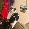 Beatrice is registered to the contest to win money with this photo: cat, black_and_white, indoor, couch, jacket, clothing, wall_sign, furniture, pet, curious, looking_back, coat_rack, text, home_interior, animal, domestic, sitting, decor, funny_text, household