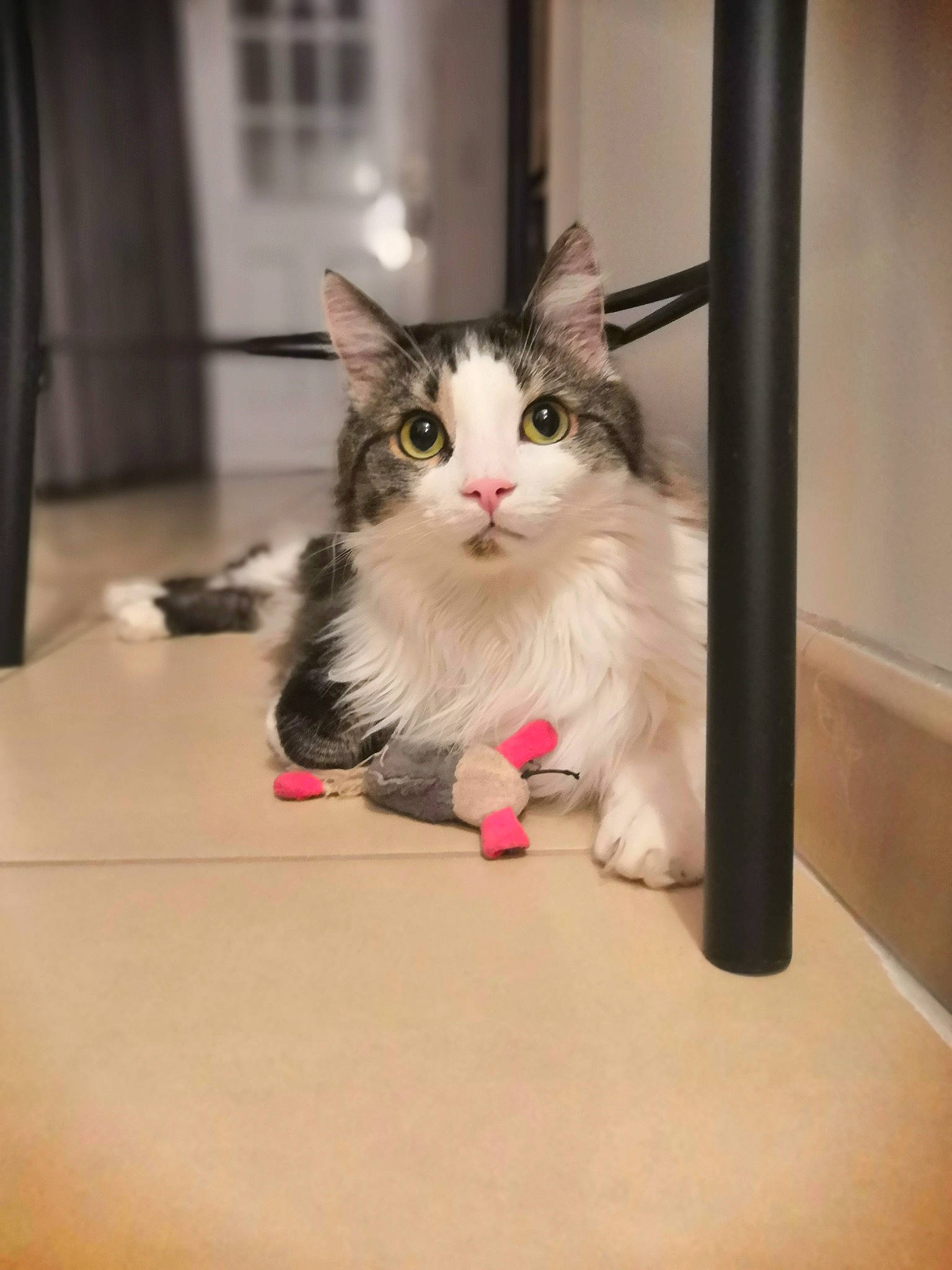 Pacha a rejoint le concours — aidez-le/la à gagner de superbes lots ! american_curl, carnivore, cat, domestic_long_haired_cat, domestic_short_haired_cat, european_shorthair, felidae, kitten, maine_coon, mammal, munchkin, norwegian_forest_cat, ragamuffin, small_to_medium_sized_cats, vertebrate, whiskers