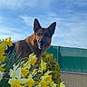 dog, german_shepherd, flower, daffodil, garden, sky, outdoor, greenery, plant, nature, bush, pet, animal, canine, spring, daylight, fence, leaves, grass, wall