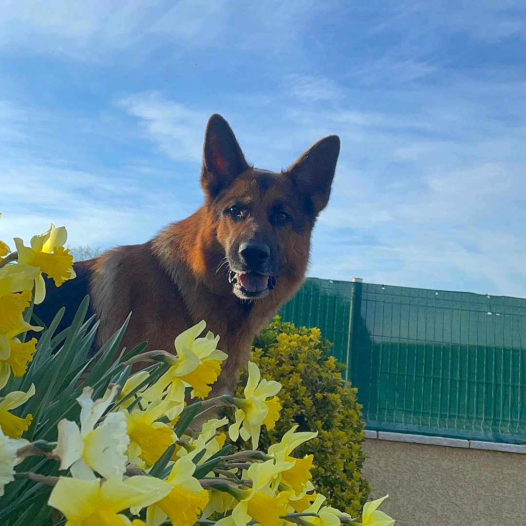 Oscar