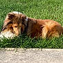 Louie joined the competition — help win amazing prizes! animal_portrait, brown, collie, dog, ears, fur, grass, lawn, long_haired, mammal, muzzle, outdoors, peaceful, pet, relaxed, resting, side_profile, sidewalk, summer, white