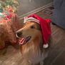 blurred, christmas_tree, collie, couch, dog, festive, fluffy_fur, hardwood_floor, holiday, indoor, joyful, low_light, ornament, panting, pet, santa_hat, smiling, tongue_out, tree_skirt, wall_outlet
