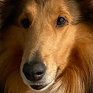 Louie is registered to the contest to win money with this photo: attentive, brown_fur, canine, close_up, collie, companion, dog, domestic_animal, ears, eyes, face, fluffy, fur, indoor, long_hair, muzzle, nose, pet, portrait, whiskers