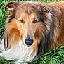Louie joined the competition — help win amazing prizes! animal, attentive, brown, close_up, collie, dog, eyes, fluffy, fur, grass, long_hair, lying_down, muzzle, nature, nose, outdoor, pet, portrait, whiskers, white