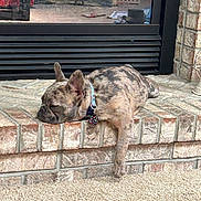 Gram is registered to the contest to win money with this photo: animal, brick, brindle, canine, collar, companion, cozy, cute, dog, domestic, french_bulldog, fur, hearth, indoor, napping, paw, pet, relaxation, resting, sleeping