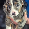 puppy, dog, canine, merle_coat, floppy_ears, blue_eyes, pink_nose, black_nose, white_paws, brown_markings, close_up, portrait, held_by_person, hands, animal, pet, adorable, wide_eyes, soft_focus, indoor
