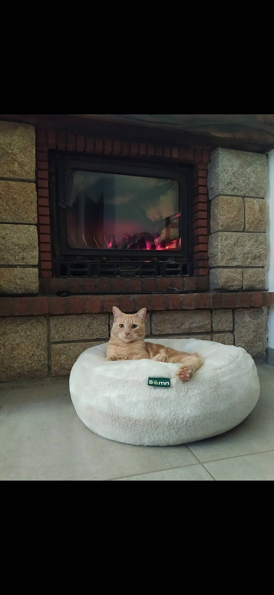 Chewy a rejoint le concours — aidez-le/la à gagner de superbes lots ! carnivore, cat, comfort, felidae, floor, flooring, gas, grey, hearth, heat, interior_design, light, living_room, pet_supply, rectangle, small_to_medium_sized_cats, tints_and_shades, whiskers, wood, wood_burning_stove