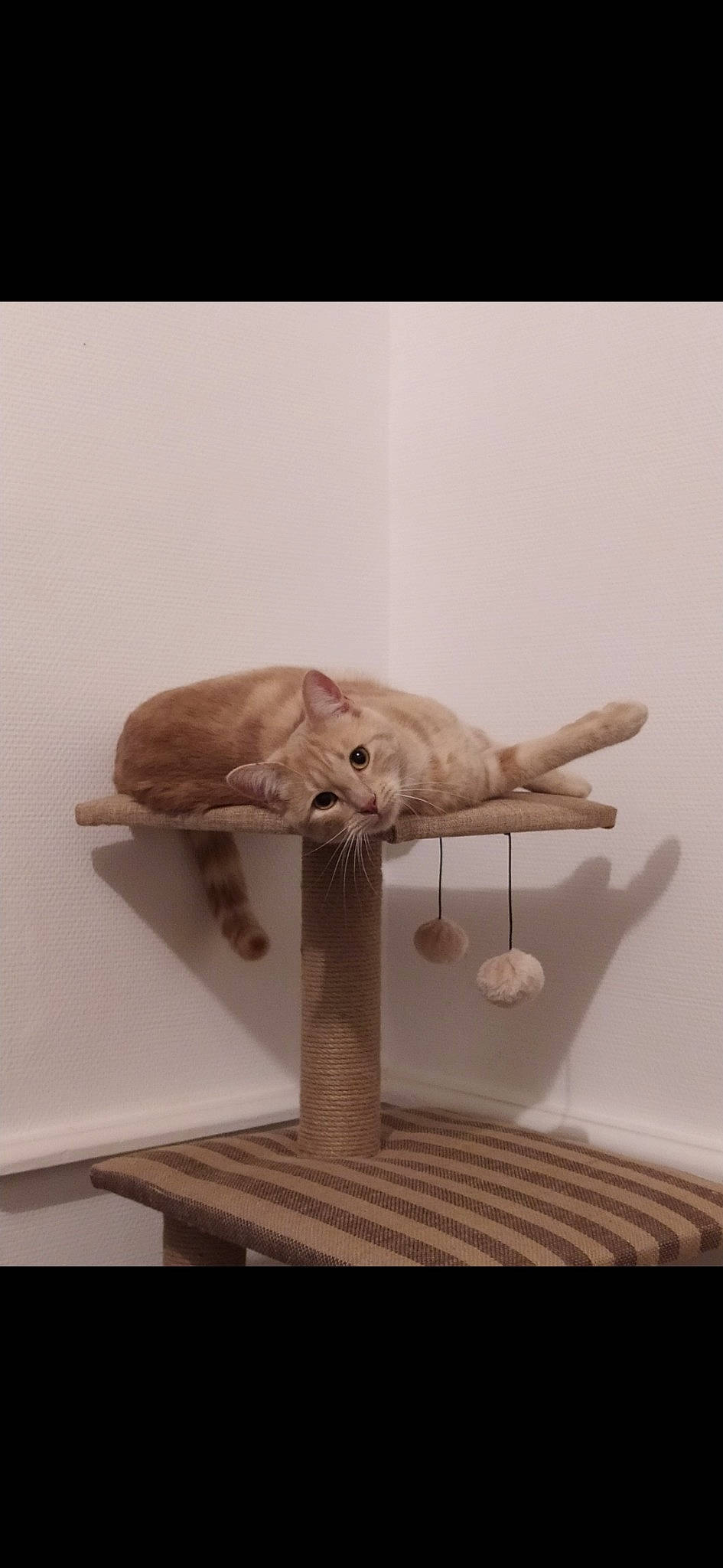 Chewy a rejoint le concours — aidez-le/la à gagner de superbes lots ! art, carnivore, cat, cat_supply, ceiling, chair, fashion_accessory, fawn, felidae, flooring, fur, grey, metal, small_to_medium_sized_cats, stuffed_toy, table, tail, tire, whiskers, wood