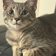 Enzo joined the competition — help win amazing prizes! cat, tabby, closeup, fur, whiskers, ears, paws, animal, pet, cute, indoor, relaxed, portrait, mammal, feline, eyes, nose, soft, curious, domestic