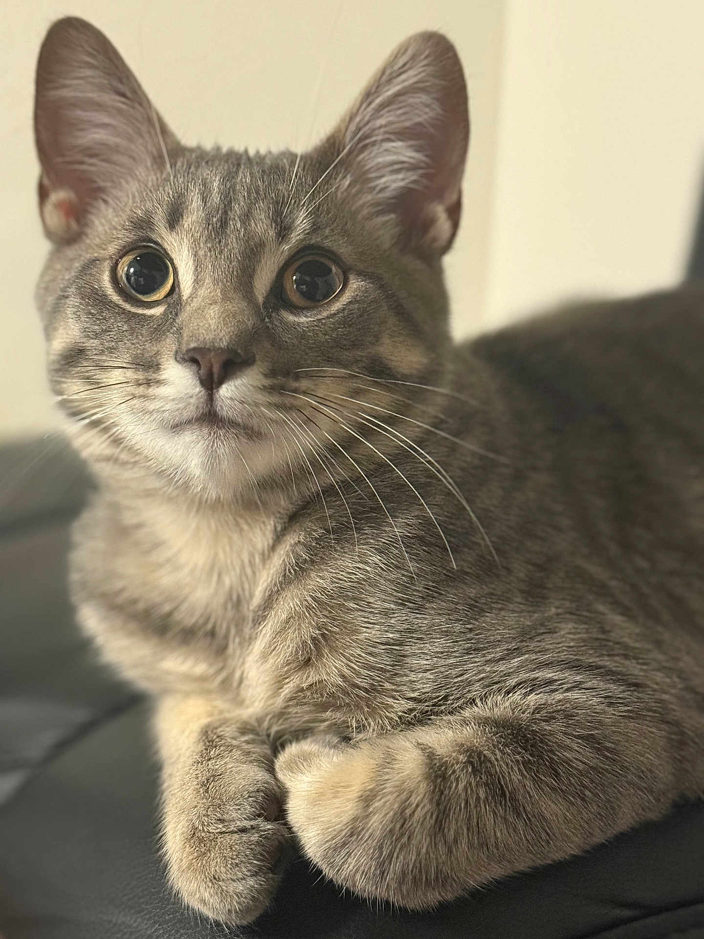Enzo