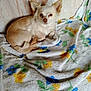 dog, small_dog, light_brown, white_fur, curled_up, blanket, floral_pattern, couch, indoor, pet, resting, sleepy, cute, fur, ears, tail, animal, cozy, relaxed, looking_at_camera