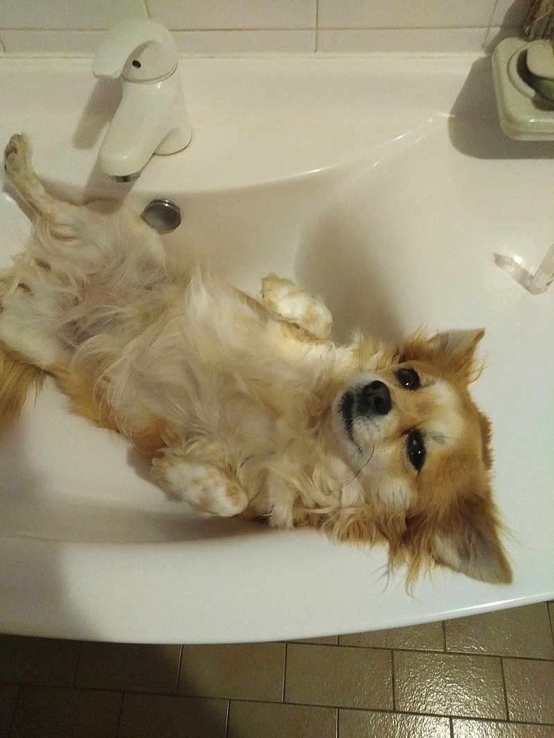 Wendy a rejoint le concours — aidez-le/la à gagner de superbes lots ! dog, sink, bathroom, faucet, tile_floor, pet, fluffy, relaxed, lying_down, white_sink, fur, cute, domestic_animal, canine, indoor, animal, resting, small_dog, bathroom_fixture, comfort