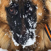 Luna joined the competition — help win amazing prizes! dog, german_shepherd, snow, close_up, animal, winter, fur, outdoor, pet, canine, face, eyes, nature, cold, portrait, snowflakes, muzzle, ears, leash, winter_day