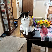 Teddy Bear joined the competition — help win amazing prizes! cat, calico_cat, table, flowers, plaid_tablecloth, vase, carpet, wooden_floor, cabinet, glassware, refrigerator, kitchen, indoor, domestic, furniture, magnet, note, cardboard_tube, pet, animal