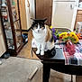 cat, calico_cat, table, flowers, plaid_tablecloth, vase, carpet, wooden_floor, cabinet, glassware, refrigerator, kitchen, indoor, domestic, furniture, magnet, note, cardboard_tube, pet, animal