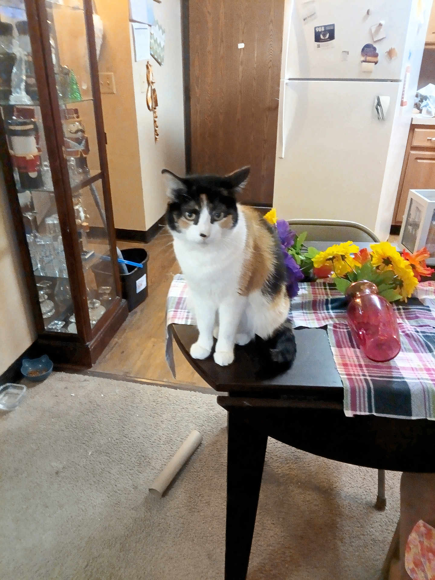 Teddy Bear joined the competition — help win amazing prizes! cat, calico_cat, table, flowers, plaid_tablecloth, vase, carpet, wooden_floor, cabinet, glassware, refrigerator, kitchen, indoor, domestic, furniture, magnet, note, cardboard_tube, pet, animal