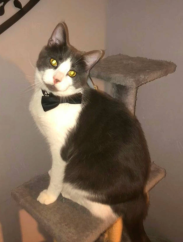 Darko a rejoint le concours — aidez-le/la à gagner de superbes lots ! box, cardboard, carnivore, cat, comfort, domestic_short_haired_cat, felidae, flooring, formal_wear, fur, iris, lap, paw, pet_supply, room, sitting, small_to_medium_sized_cats, snout, tail, whiskers