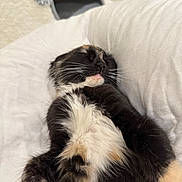 Luna joined the competition — help win amazing prizes! cat, tuxedo_cat, sleeping, fur, whiskers, relaxed, pet, indoor, cozy, soft, white_background, closeup, animal, cute, resting, feline, fluffy, domestic_cat, bed, comfortable