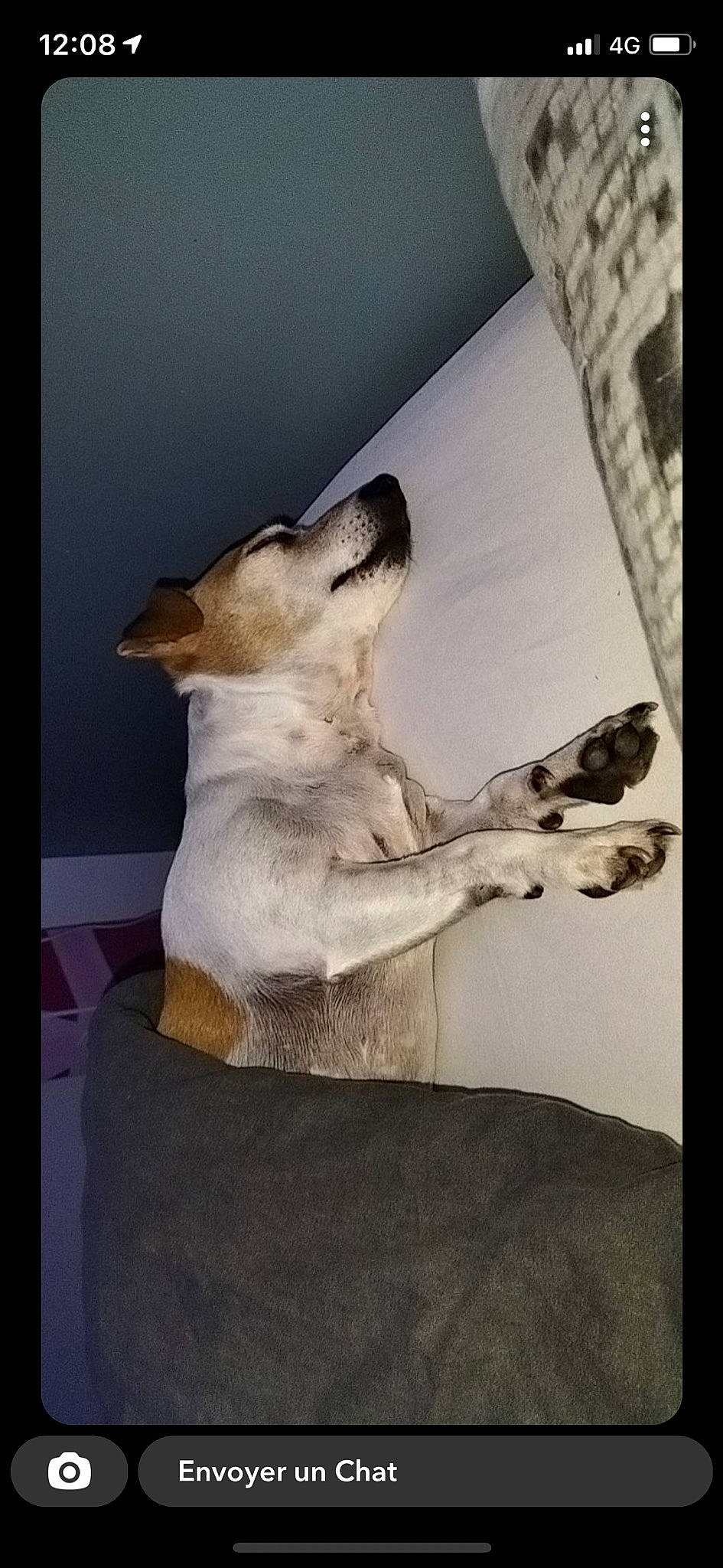 Fiona participe au concours pour gagner de l'argent avec cette photo : art, comfort, companion_dog, dog, dog_breed, fawn, felidae, flooring, fur, gesture, paper, paw, rectangle, room, small_to_medium_sized_cats, sporting_group, tail, visual_arts, whiskers, wood