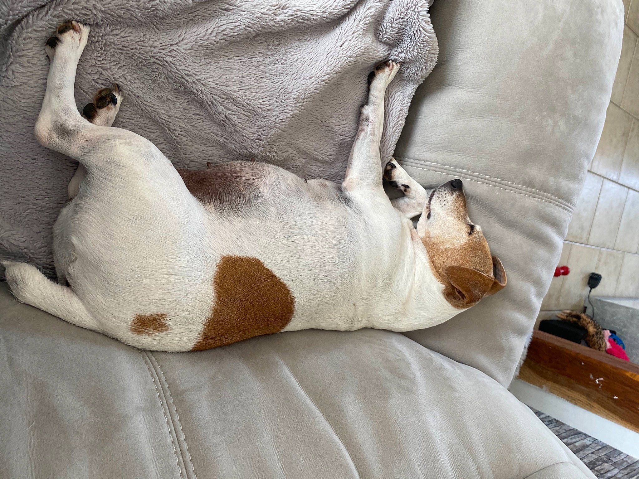 Fiona participe au concours pour gagner de l'argent avec cette photo : bedding, carnivore, comfort, companion_dog, couch, dog, dog_breed, fawn, felidae, foot, fur, grey, human_leg, linens, paw, room, sporting_group, tail, textile, whiskers