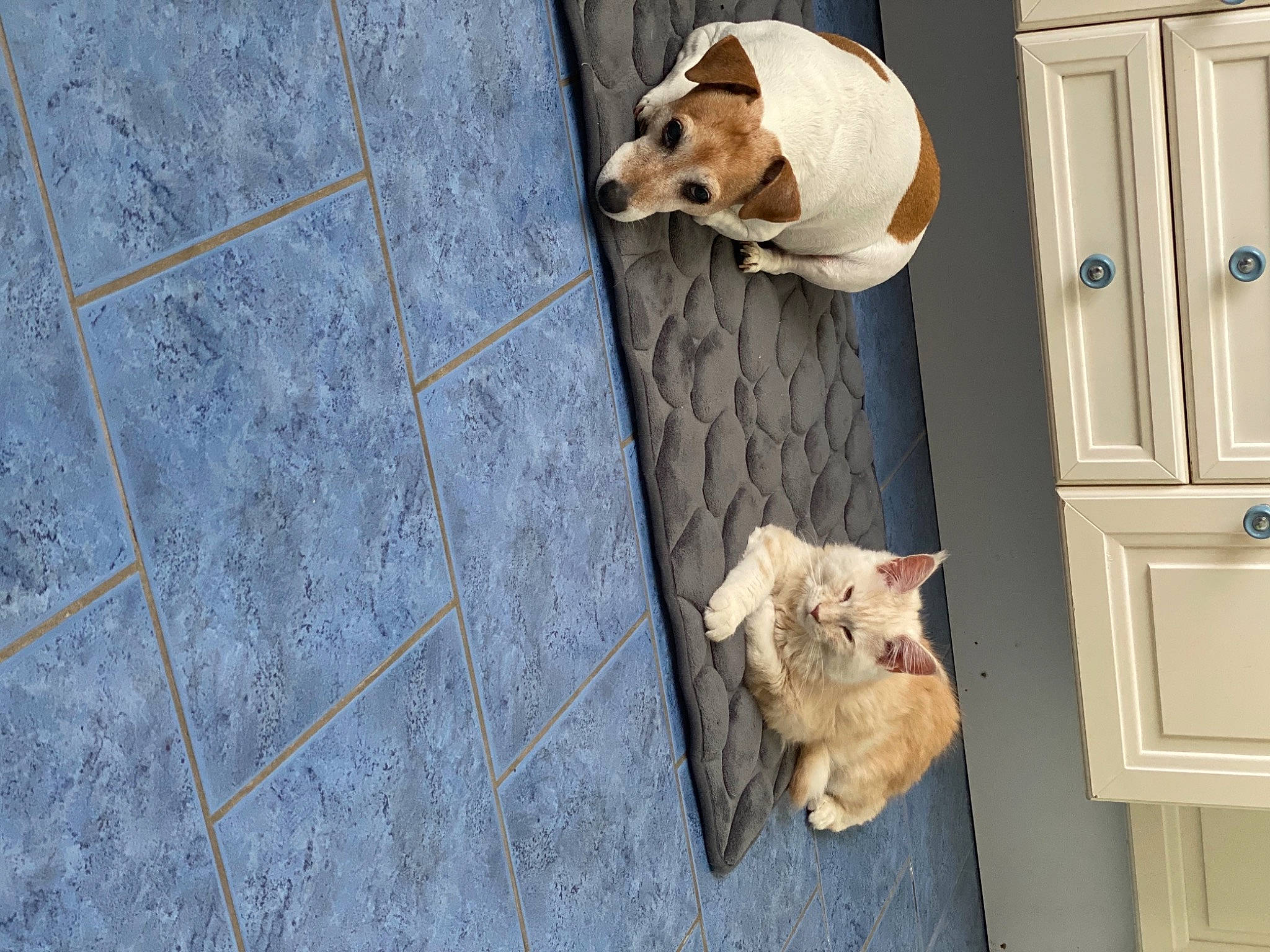 Fiona a rejoint le concours — aidez-le/la à gagner de superbes lots ! animal_shelter, cabinetry, canidae, carnivore, cat, companion_dog, dog, dog_breed, dog_supply, door, fawn, felidae, flooring, hardwood, pet_supply, small_to_medium_sized_cats, snout, sporting_group, tail, wood