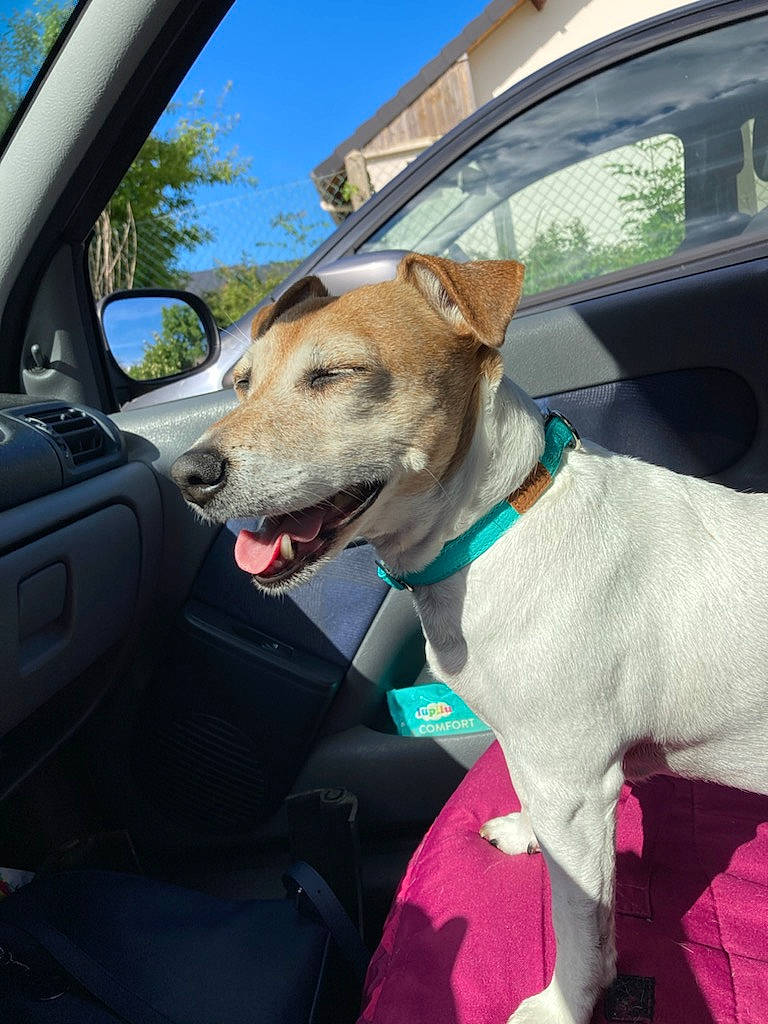 Fiona a rejoint le concours — aidez-le/la à gagner de superbes lots ! car, car_seat, carnivore, cloud, collar, companion_dog, dog, dog_breed, dog_collar, fawn, seat_belt, sky, snout, steering_part, steering_wheel, tree, vehicle, vehicle_door, vertebrate, window