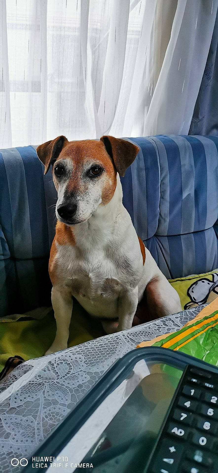 Isalia participe au concours pour gagner de l'argent avec cette photo : carnivore, chair, collar, comfort, companion_dog, couch, dishware, dog, dog_breed, dog_supply, fawn, hood, linens, pet_supply, rectangle, snout, sporting_group, whiskers, windshield, working_animal